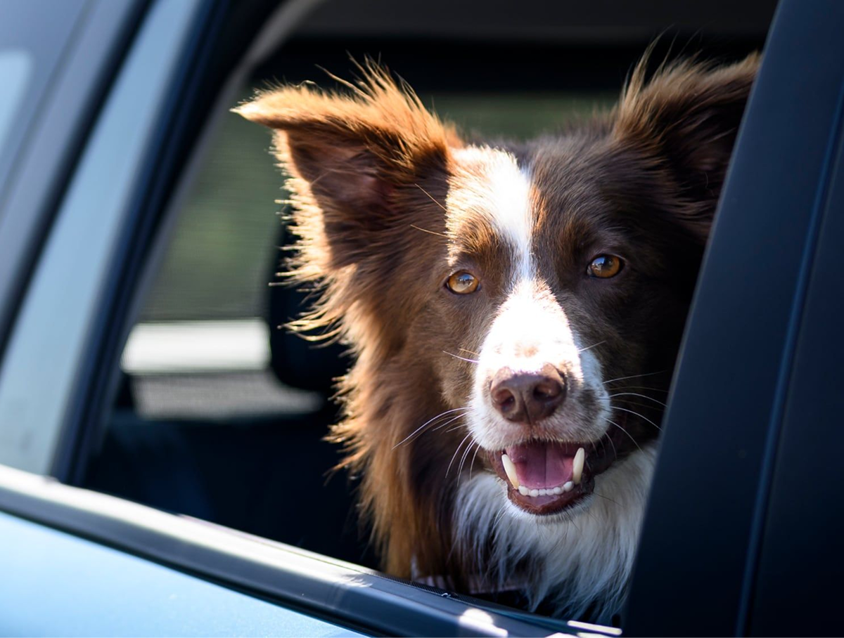 Veseli border collie gleda skozi okno avtomobila Jaecoo 5